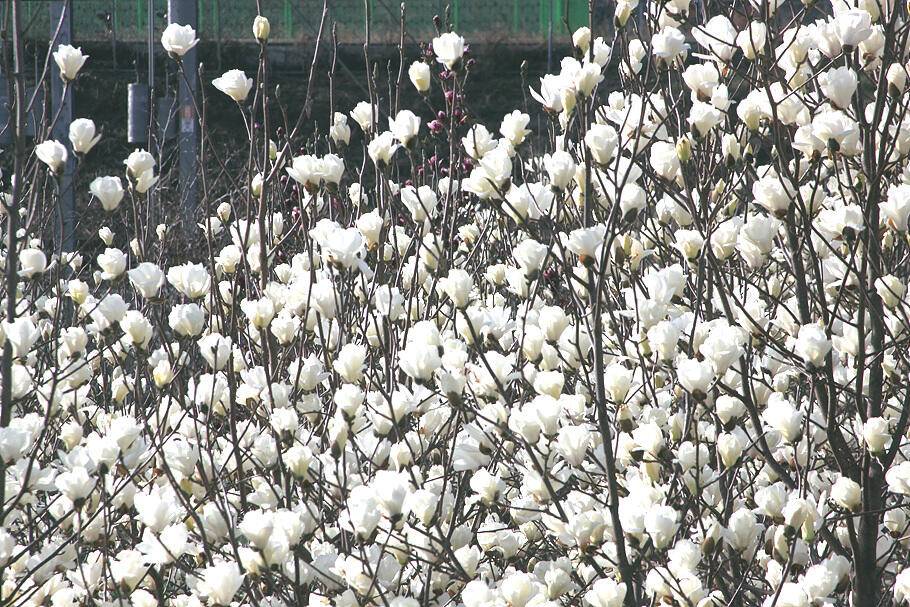 대구경산권 조황안내산란철 도래 (조황조행기 - 특파원조황)