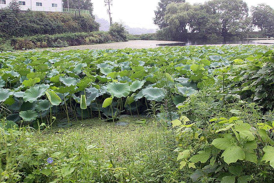 8월말 조황안내 입니다 (조황조행기 - 특파원조황)