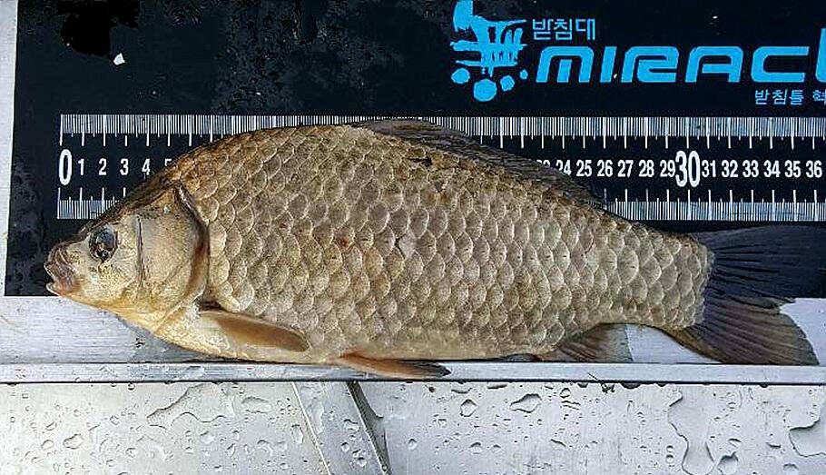4월 중순에 드리는 봄붕어 소식 입니다 (조황조행기 - 특파원조황)