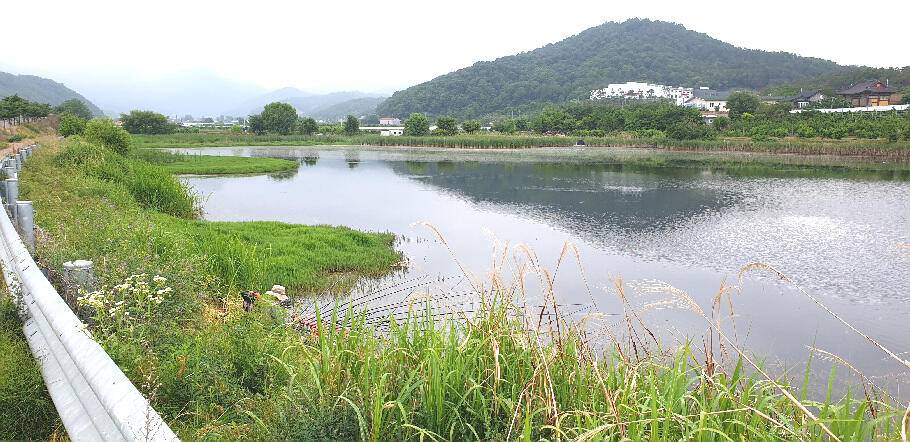 유월의 경산권 저수지 모습 (조황조행기 - 특파원조황)