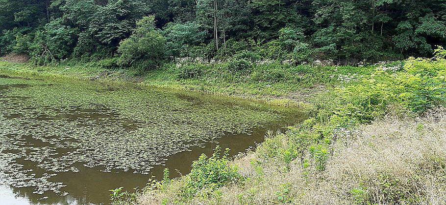 7월첫장마비 후 저수지 상황 (조황조행기 - 특파원조황)