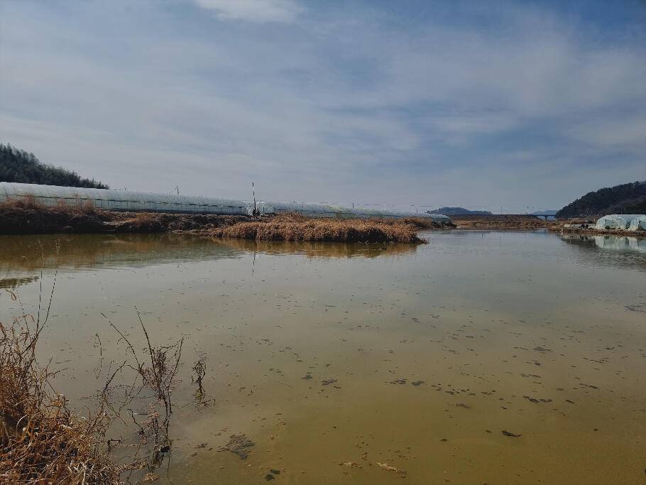 기다리던 봄어느듯 산란철 (조황조행기 - 특파원조황)