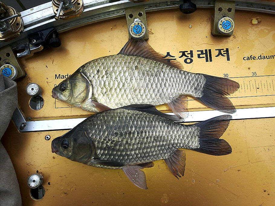 단풍의 계절시월의 마지막주 조황안내 입니다 (조황조행기 - 특파원조황)