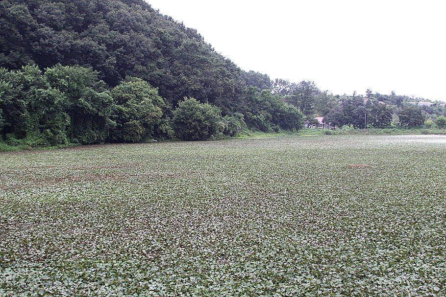 8월 하순의 저수지 상황 (조황조행기 - 특파원조황)