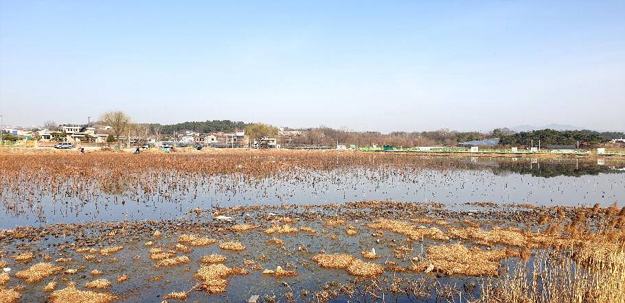 기다리던 봄어느듯 산란철 (조황조행기 - 특파원조황)