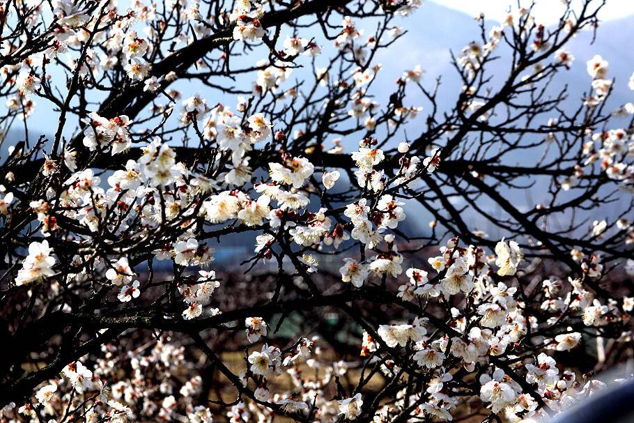 대구경산권 조황안내시즌의 시작 (조황조행기 - 특파원조황)
