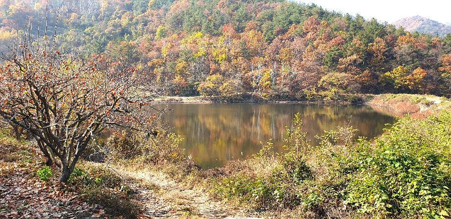 만추화려한 계절의 조황안내 입니다 (조황조행기 - 특파원조황)