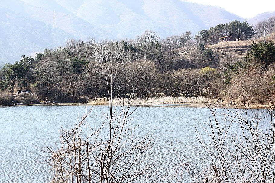 춘분시즌을 맞는 봄붕어 소식 입니다 (조황조행기 - 특파원조황)