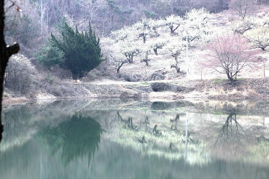 3월 마지막주봄을품은 저수지 안내 (조황조행기 - 특파원조황)