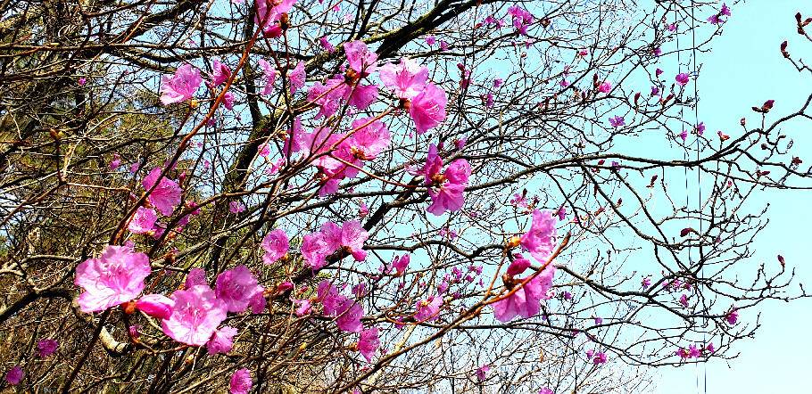붕어의 계절에 드리는 조황안내 입니다 (조황조행기 - 특파원조황)