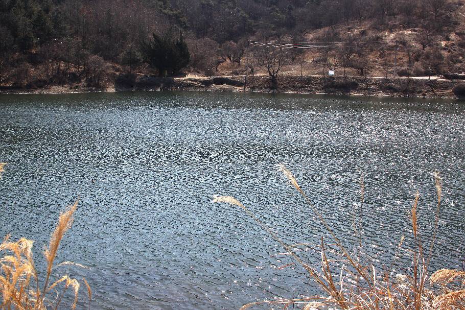 기다리던 봄어느듯 산란철 (조황조행기 - 특파원조황)