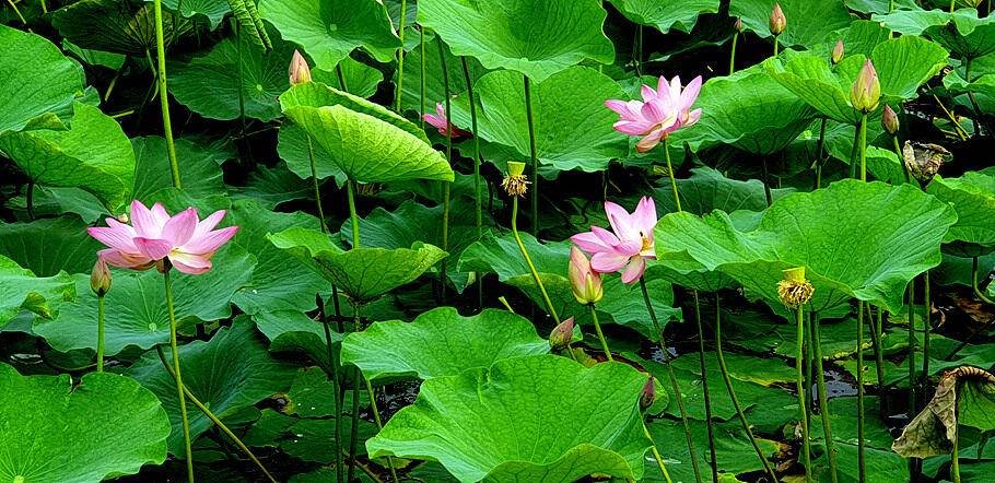 장마철 낚시7월의 조황안내 입니다 (조황조행기 - 특파원조황)