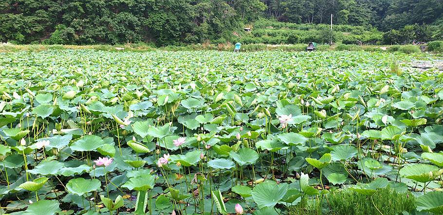 장마철 낚시7월의 조황안내 입니다 (조황조행기 - 특파원조황)