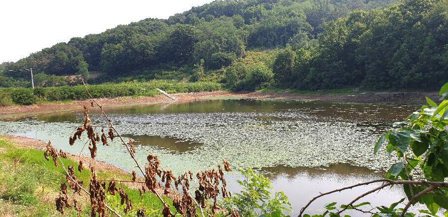 장마 랍니다 또 한번의 시즌을 기대 하면서 (조황조행기 - 특파원조황)