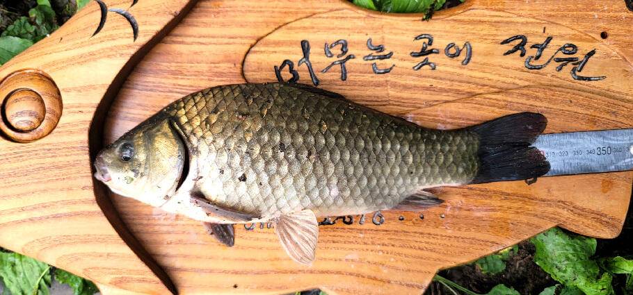 장마 랍니다 또 한번의 시즌을 기대 하면서 (조황조행기 - 특파원조황)