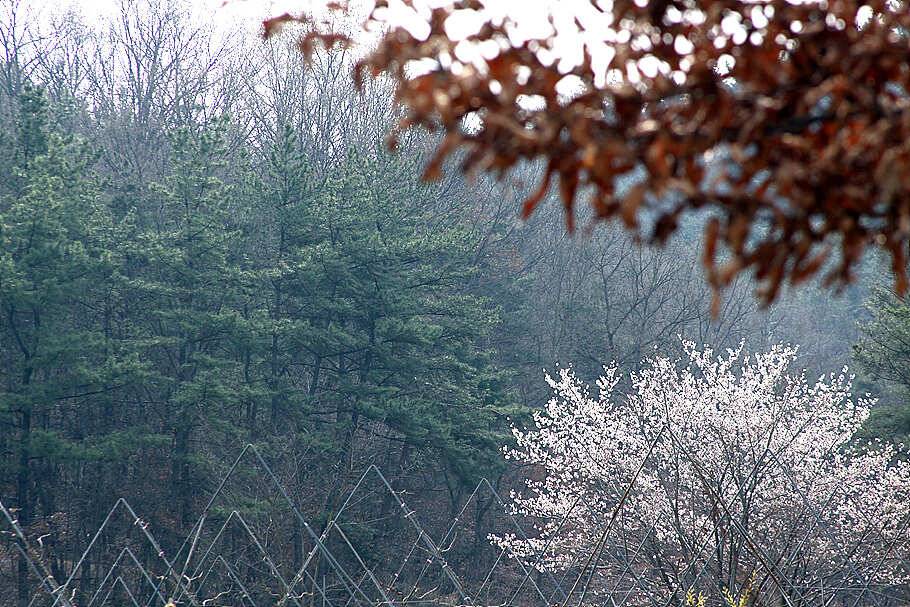 산란기온화한 4월을 기다리며 (조황조행기 - 특파원조황)