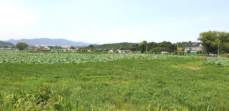 삼복지절 조황안내늦 장마에 라도 거는 기대 (조황조행기 - 특파원조황)