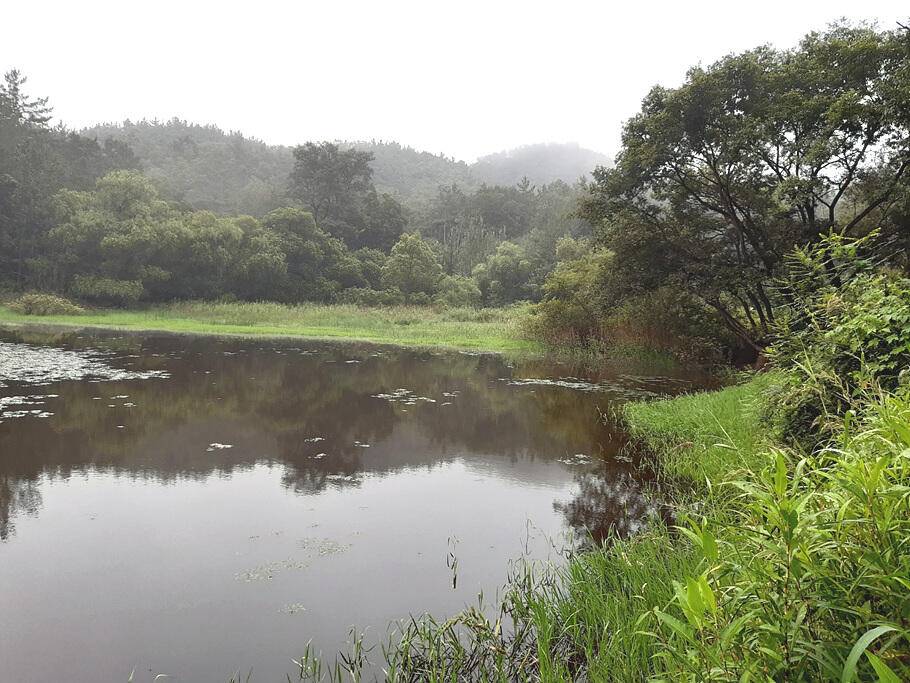 끝나가는 여름8월말의 저수지 모습 (조황조행기 - 특파원조황)