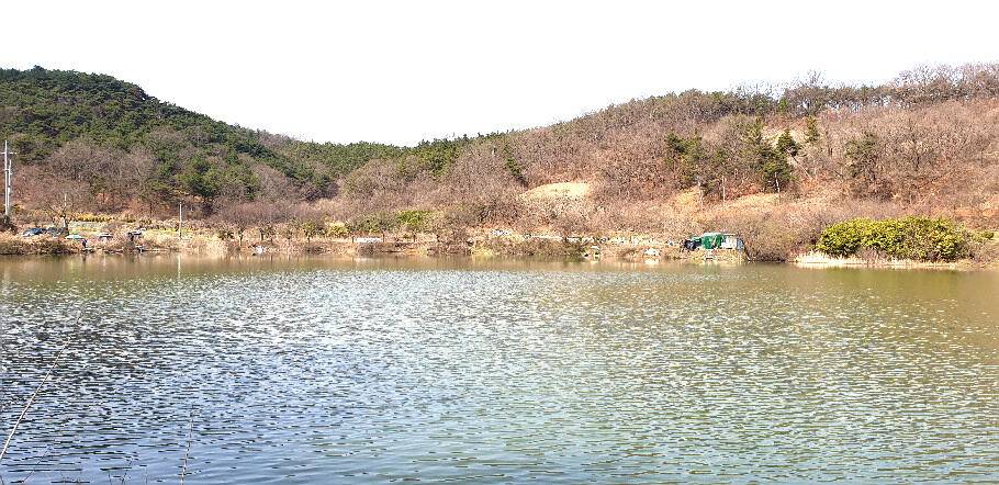 붕어의 계절에 드리는 조황안내 입니다 (조황조행기 - 특파원조황)