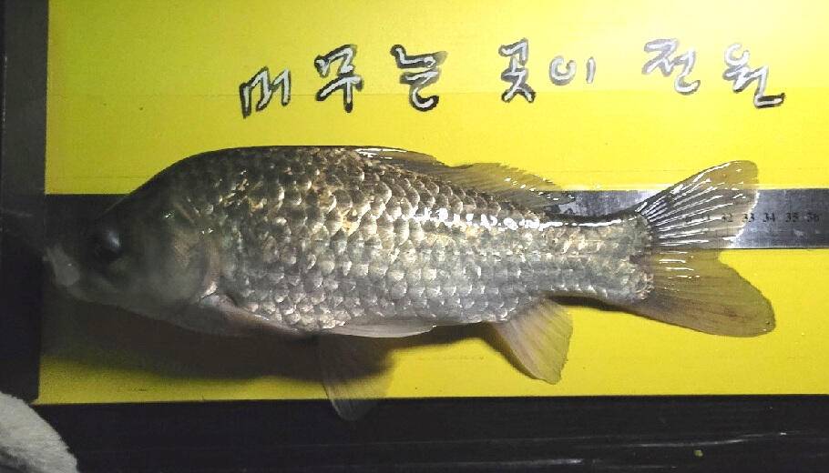 8월중순마릿수 붕어가 가능한 시기 (조황조행기 - 특파원조황)
