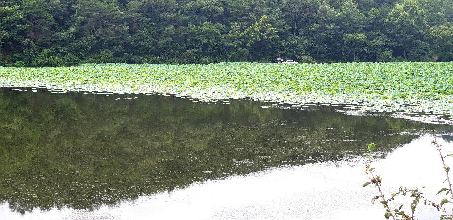 장마철에 드리는 조황안내 입니다 (조황조행기 - 특파원조황)