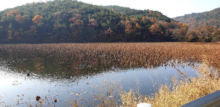 만추화려한 계절의 조황안내 입니다 (조황조행기 - 특파원조황)