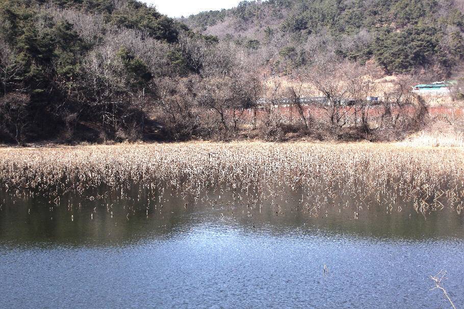 기다리던 봄어느듯 산란철 (조황조행기 - 특파원조황)