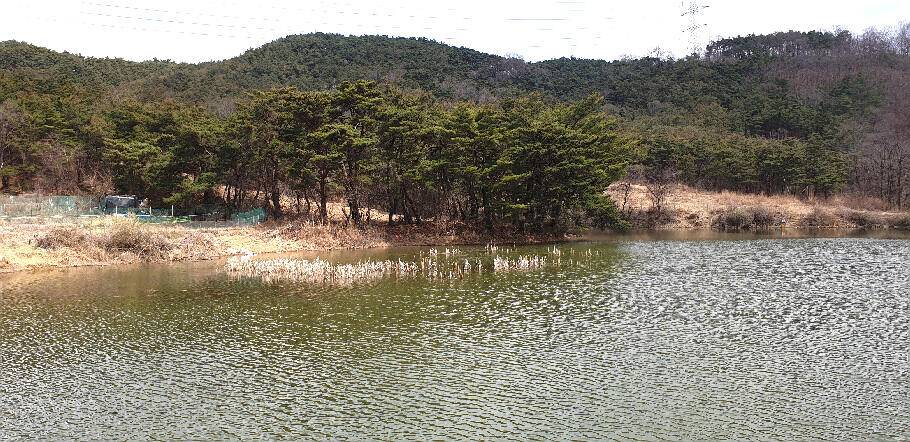 봄내음 가득한 저수지 모습 (조황조행기 - 특파원조황)