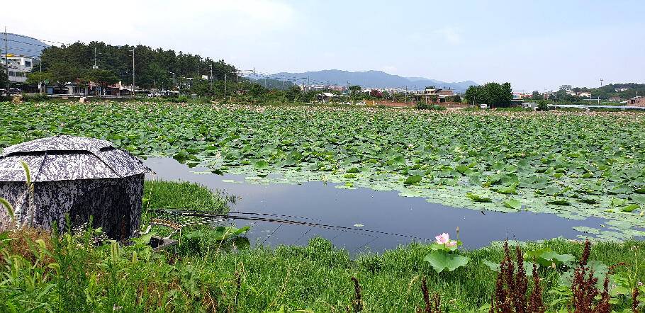 삼복지절 조황안내늦 장마에 라도 거는 기대 (조황조행기 - 특파원조황)
