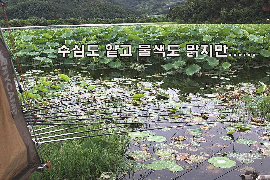 장마철 붕어낚시 청신호 (조황조행기 - 특파원조황)