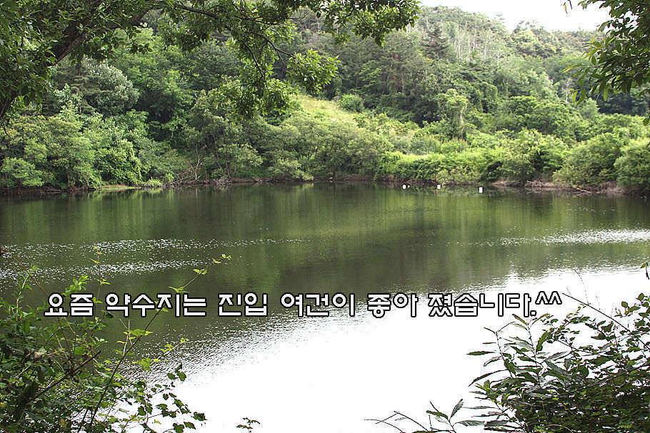 6월 중순의 경산권 소식 입니다 (조황조행기 - 특파원조황)