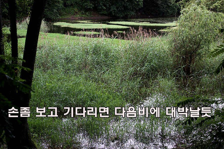 장마철 붕어낚시 청신호 (조황조행기 - 특파원조황)