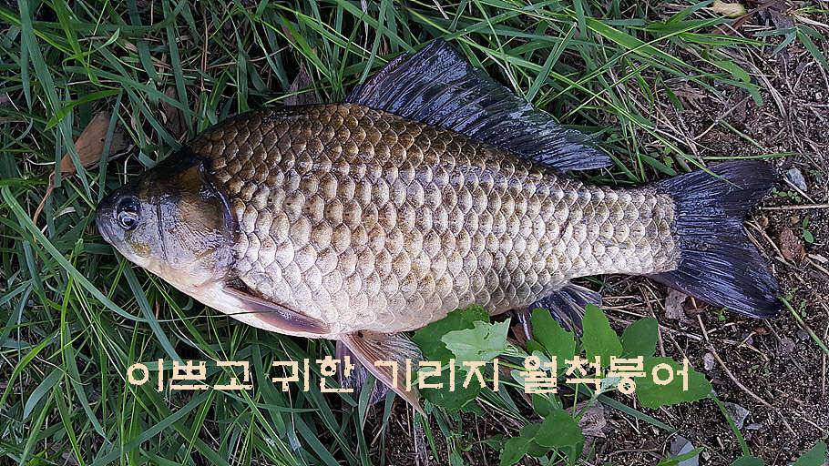 휴가와 피서한여름 낚시의 시작 (조황조행기 - 특파원조황)