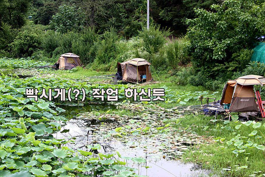 장마철 붕어낚시 청신호 (조황조행기 - 특파원조황)