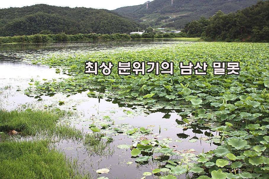 장마철 붕어낚시 청신호 (조황조행기 - 특파원조황)