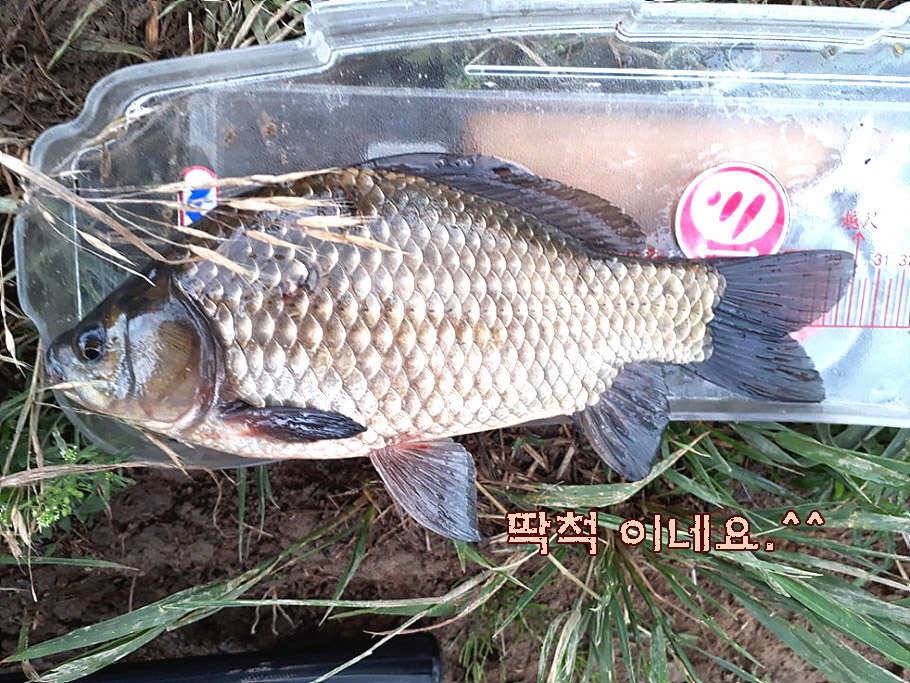 휴가와 피서한여름 낚시의 시작 (조황조행기 - 특파원조황)