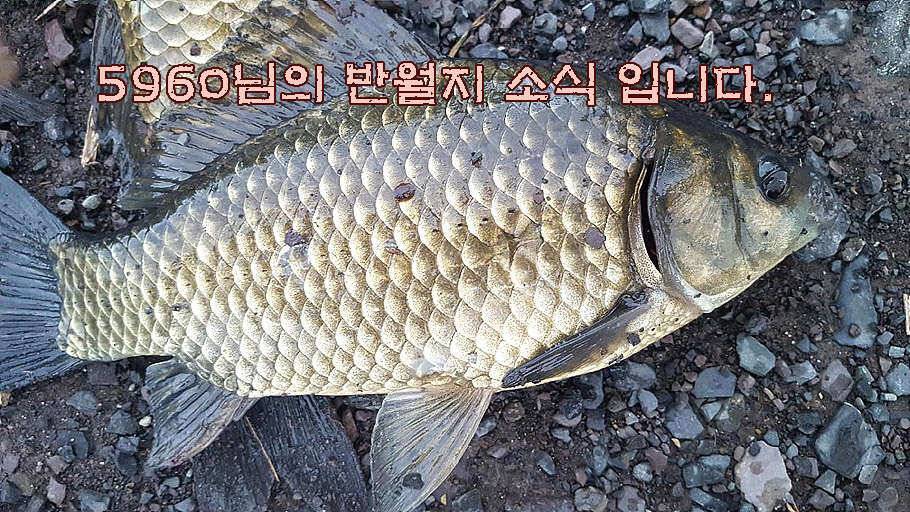 휴가와 피서한여름 낚시의 시작 (조황조행기 - 특파원조황)