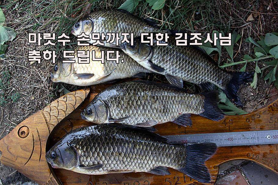장마철 붕어낚시 청신호 (조황조행기 - 특파원조황)