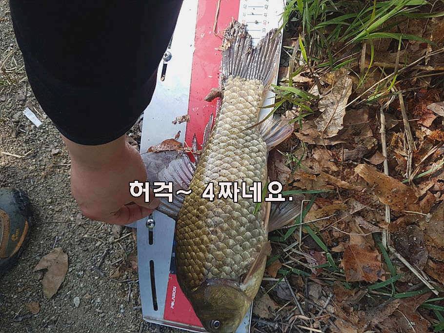 장마철 붕어낚시 청신호 (조황조행기 - 특파원조황)