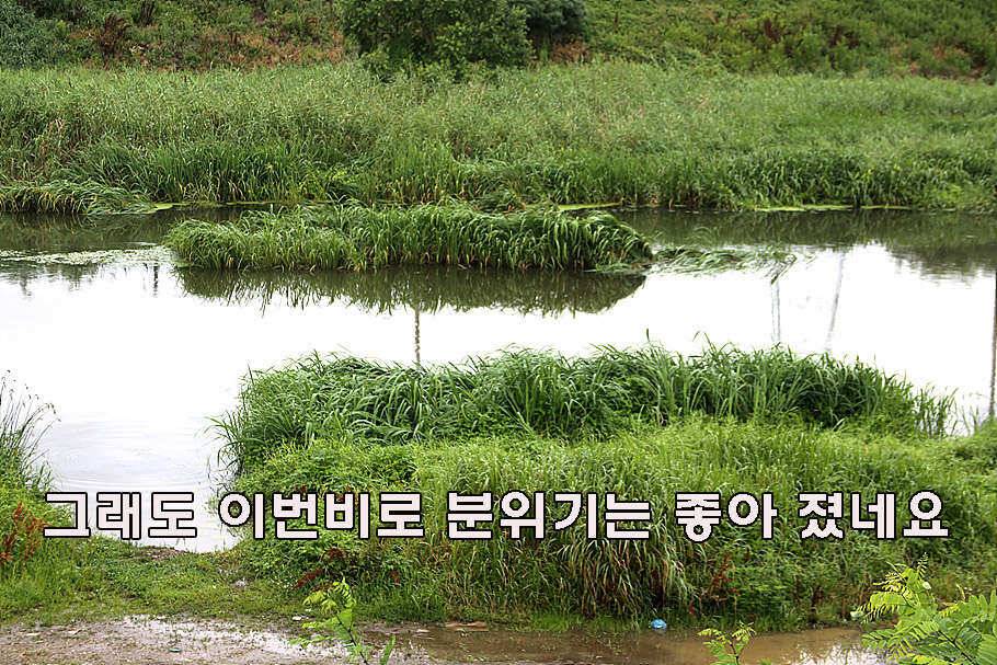 장마철 붕어낚시 청신호 (조황조행기 - 특파원조황)