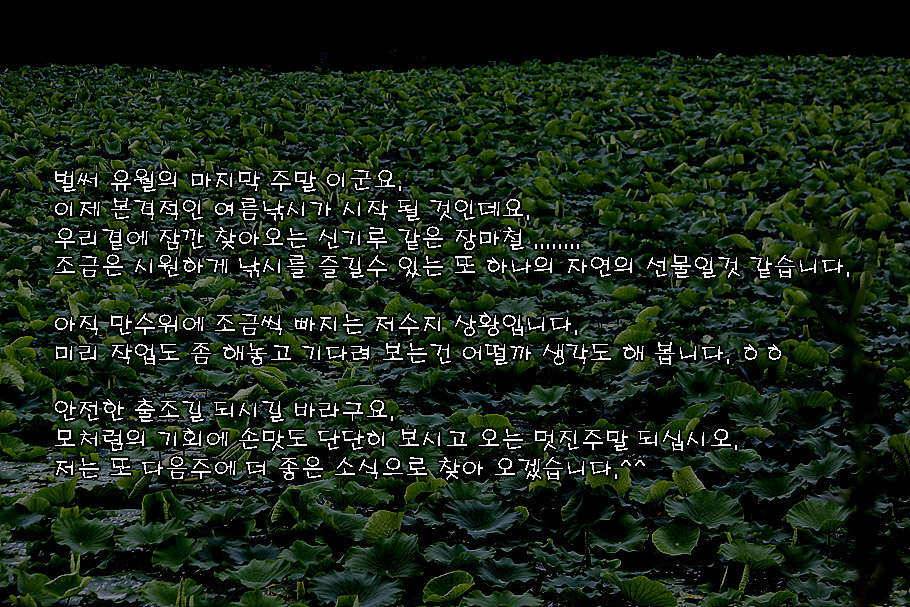 장마철 붕어낚시 청신호 (조황조행기 - 특파원조황)