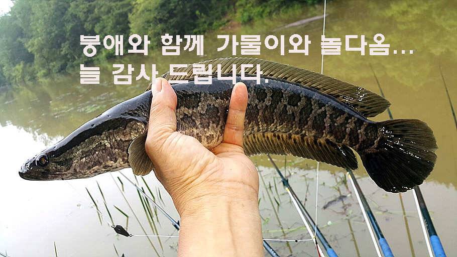 장마철 붕어낚시 청신호 (조황조행기 - 특파원조황)