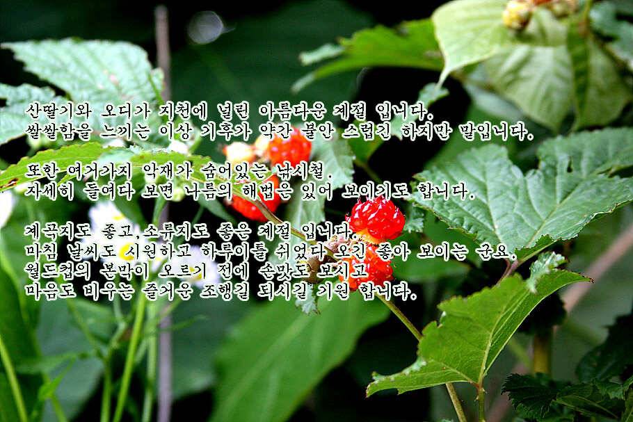 6월 중순의 경산권 소식 입니다 (조황조행기 - 특파원조황)