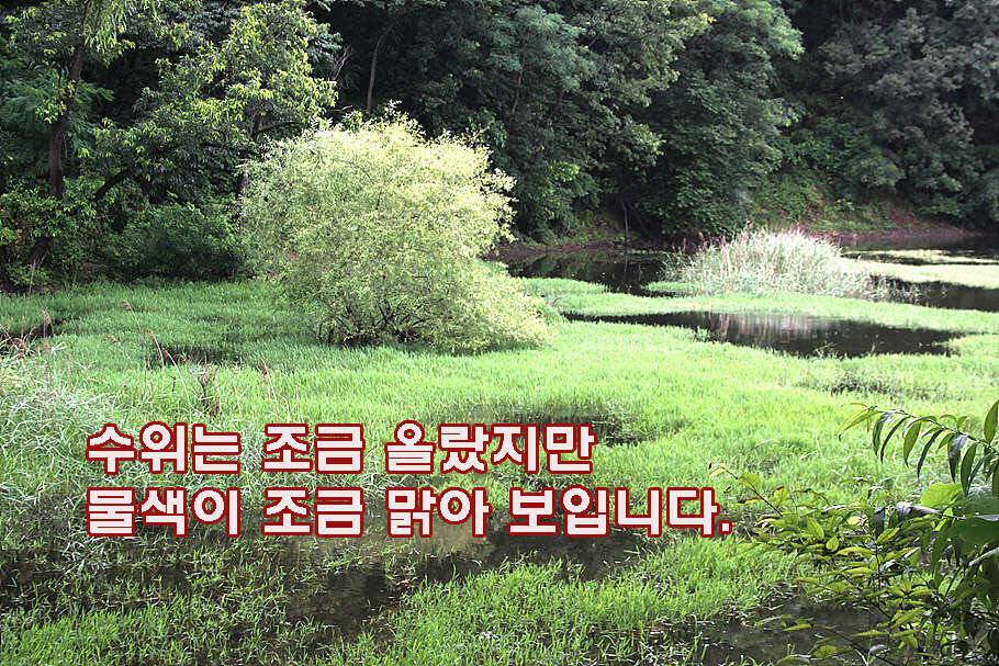 장마철 붕어낚시 청신호 (조황조행기 - 특파원조황)