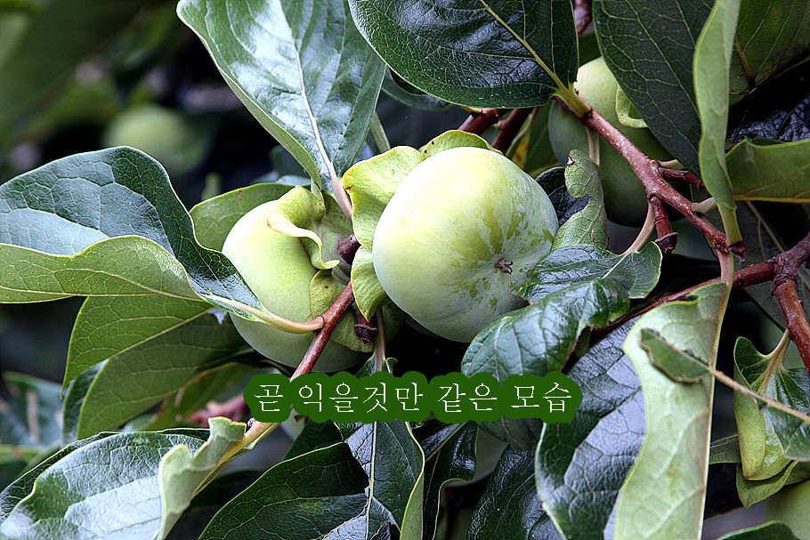 pro_johwang_3cb42_095945_36903.jpg