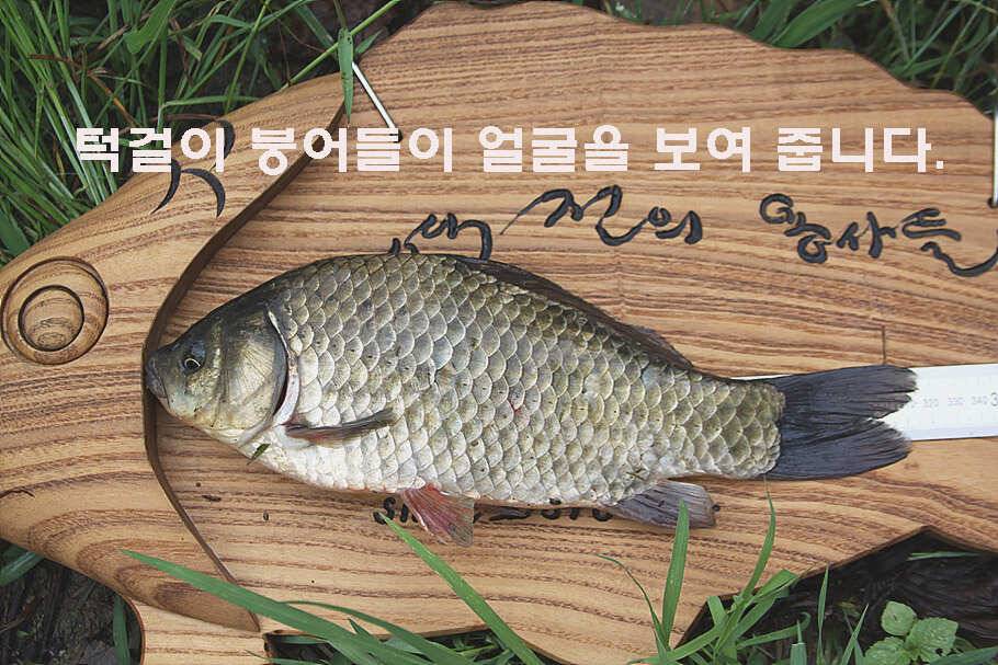장마철 붕어낚시 청신호 (조황조행기 - 특파원조황)