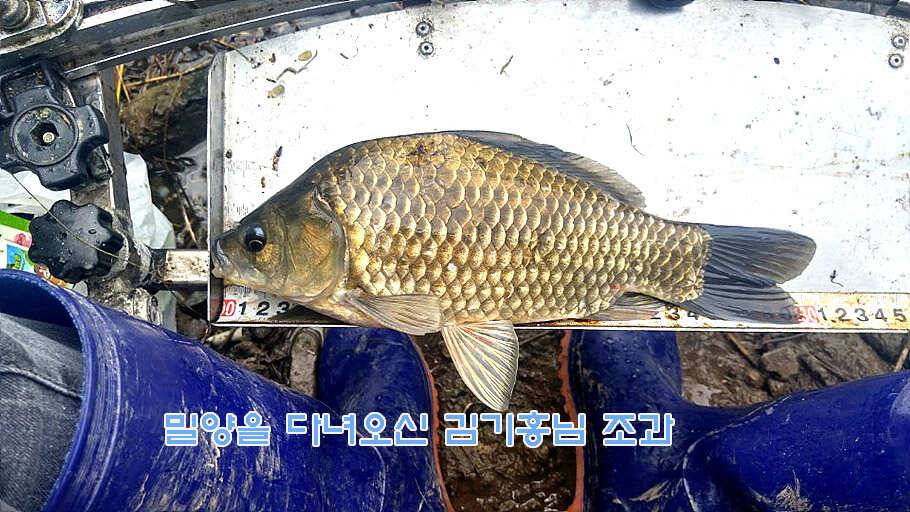 6월 중순의 경산권 소식 입니다 (조황조행기 - 특파원조황)