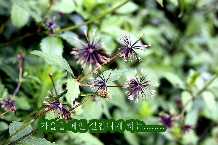 pro_johwang_42db0_095400_55831.jpg