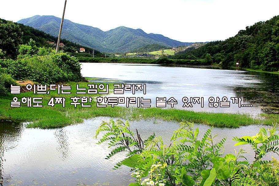 6월 중순의 경산권 소식 입니다 (조황조행기 - 특파원조황)