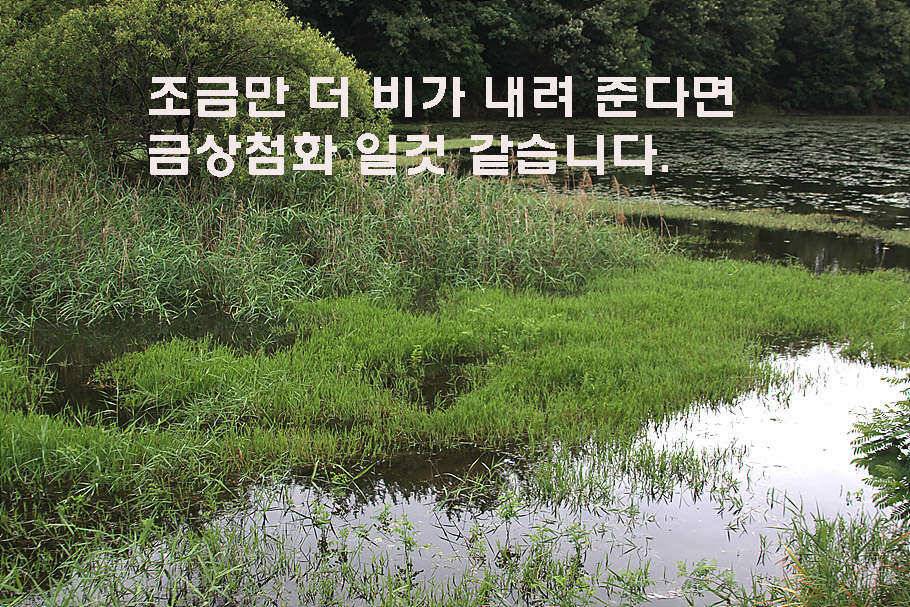 장마철 붕어낚시 청신호 (조황조행기 - 특파원조황)